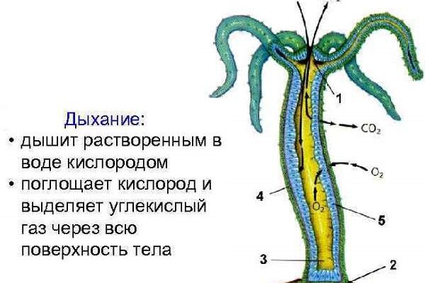 Кракен актуальная ссылка тор